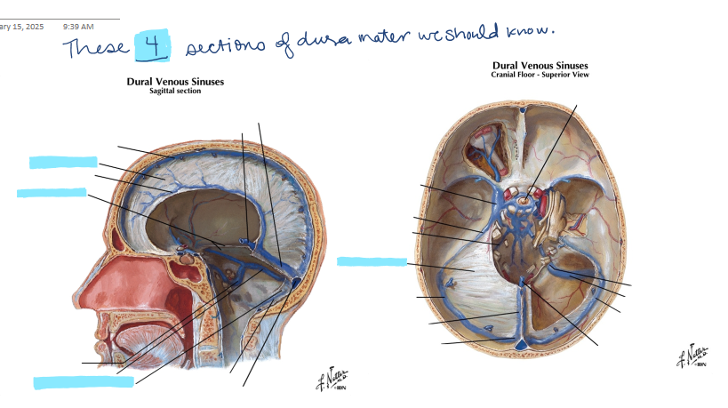 <p>Dura Mater - There are four sections of dura mater: falx cerebri, tentorium cerebelli, falx cerebelli, and diaphragma sellae. Where are each of these located (here is a picture to point at): <br></p>