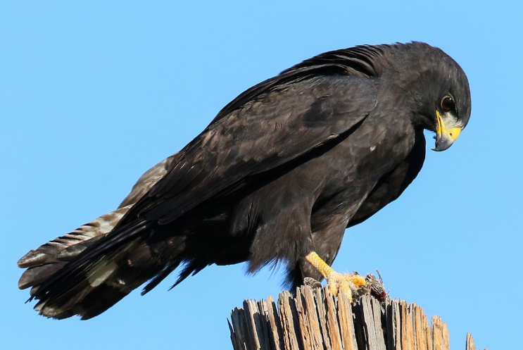 <p>What bird is this?</p>