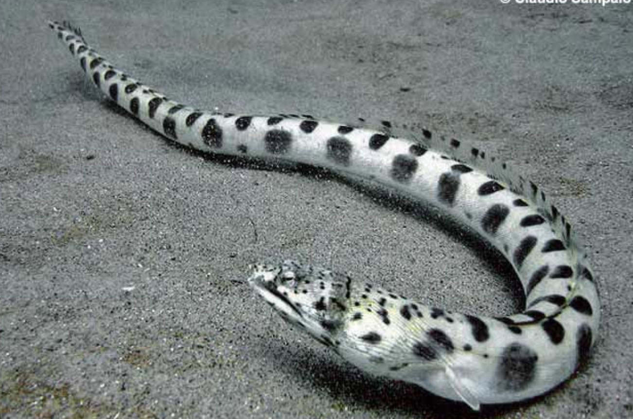 <p>snake and worm eels</p><p></p><p>Key traits:</p><ul><li><p>320 spp, 16 in Hawaii</p></li><li><p>tropical and warm temperate, coastal, complete lateral line, pectorals present or absent, many brachiostegals, pointed head and stiffened tail, burrow in sand&nbsp;</p></li></ul><p></p>