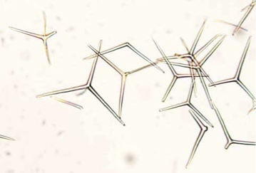 <p>What are these and what phylum?</p>