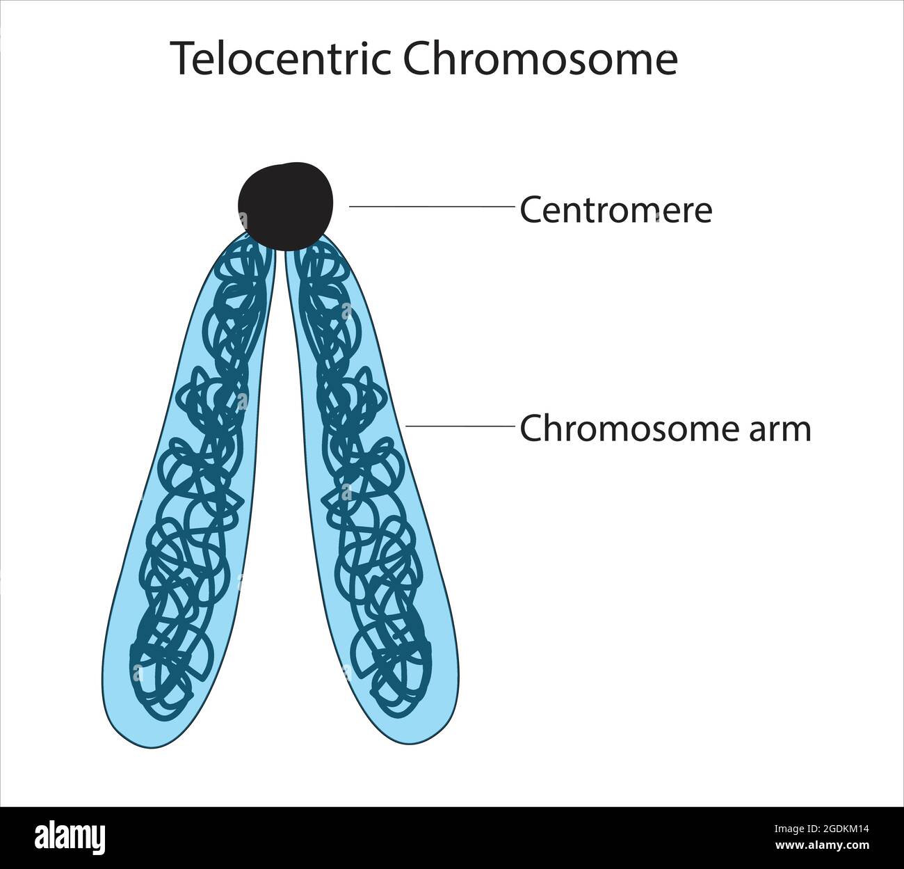 <p>Centromere is at the end of chromosome, no p or q arm </p>