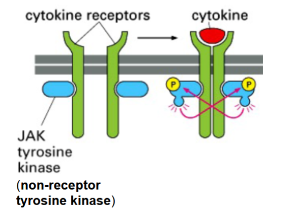 <p>binding of signal causes receptor subunit homodimers to form</p><p>JAKs (non-RTKs) into close proximity so they can phosphorylate and activate each other</p>