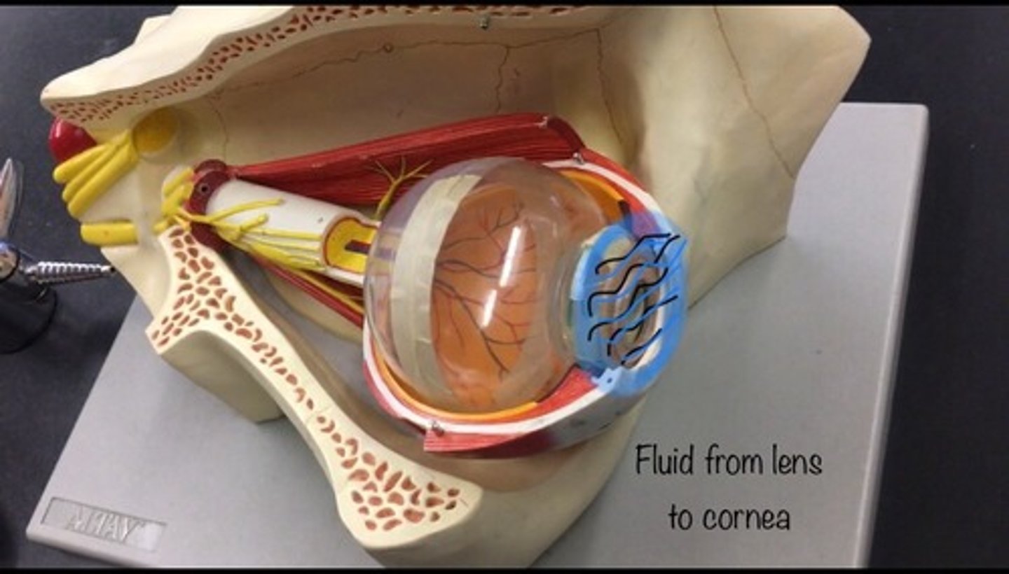 <p>the clear fluid filling the space in the front of the eyeball between the lens and the cornea. The goo inside the anterior chamber, not represented in our models.</p>
