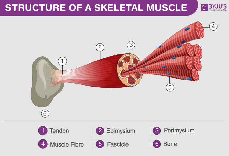 <p>a muscle tissue type that forms into groups to form muscles for voluntary movement</p>