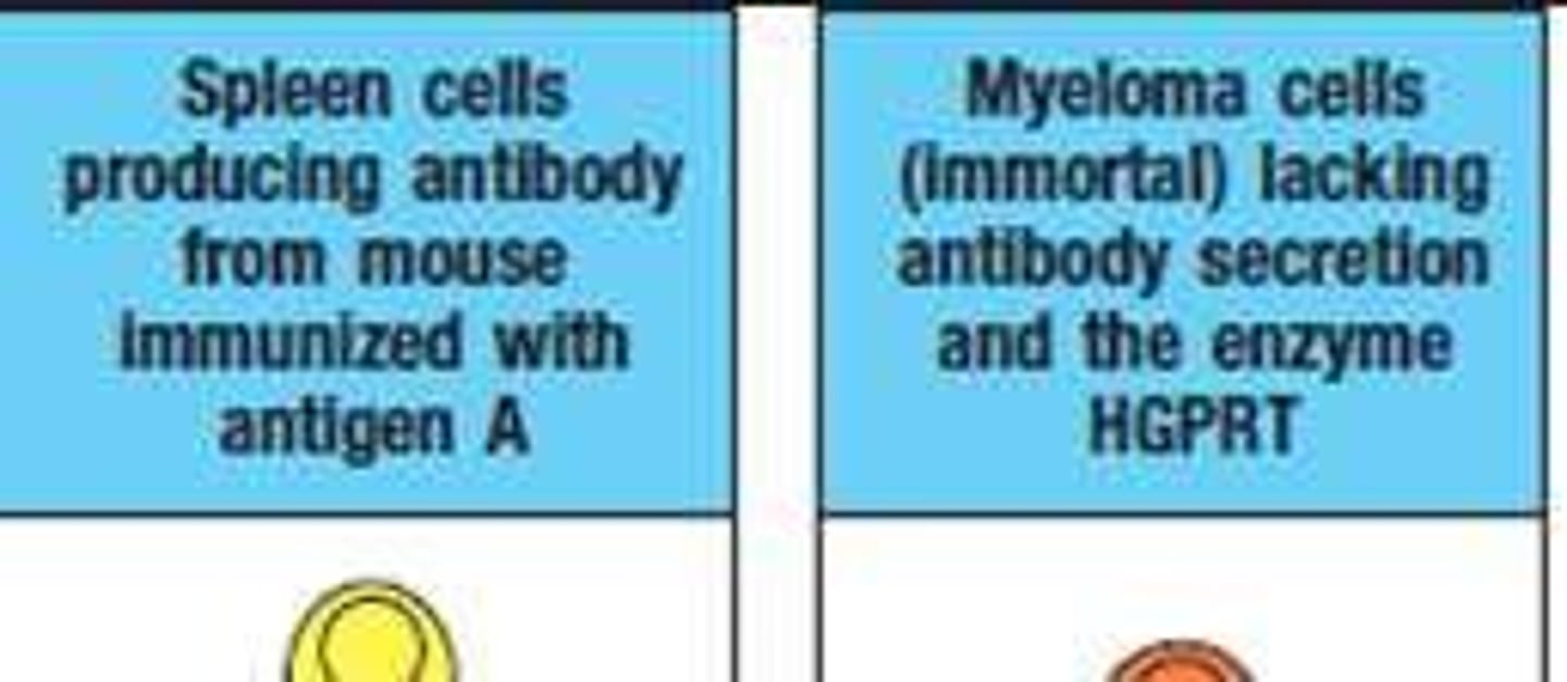 <p>A method used to produce monoclonal antibodies using hybridoma cells.</p>