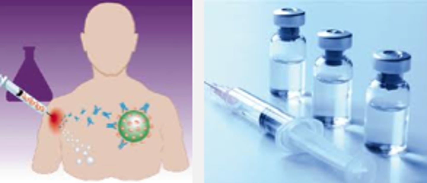 <p>MMR Vaccine</p>
