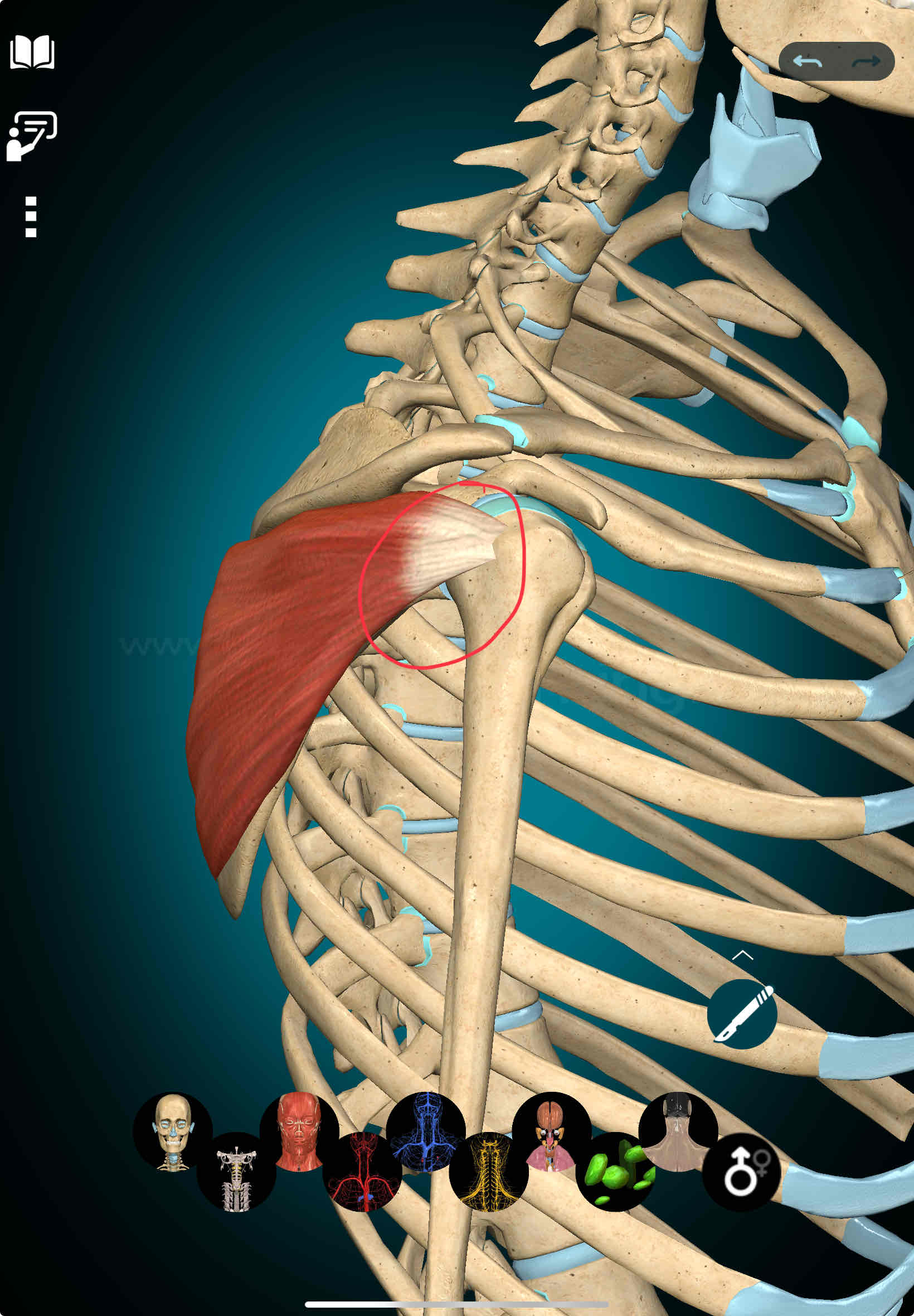 <p>Infraspinatus Insertion</p>