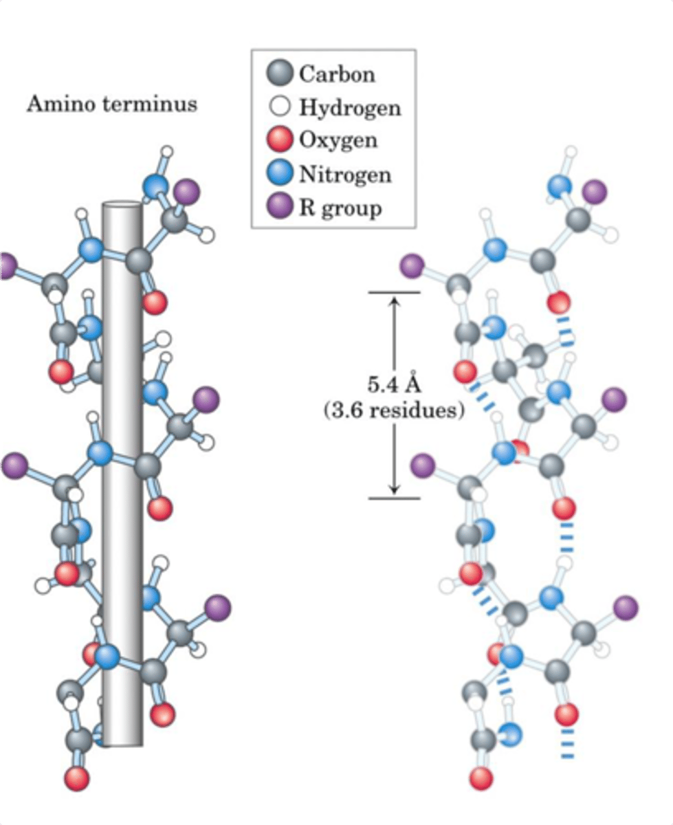 <p>- All opportunities for H-bonding in a peptide backbone are satisfied</p><p>- This makes alpha helix E favorable for spanning a lipid bilayer - the H on the N and the Carbonyl O are already interacting with each other - dont need to interact with water</p>