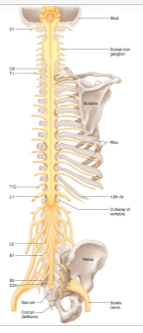<p>43 (12 cranial, 31 spinal) found in:</p><ul><li><p>cervical</p></li><li><p>thoracic</p></li><li><p>lumbar</p></li><li><p>sacral</p></li><li><p>coccygeal</p></li></ul><p></p>
