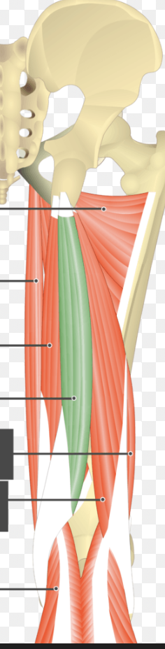 <p><span><span>hamstring muscle at the back of the thigh in the middle of the other two back thigh muscles </span></span></p>