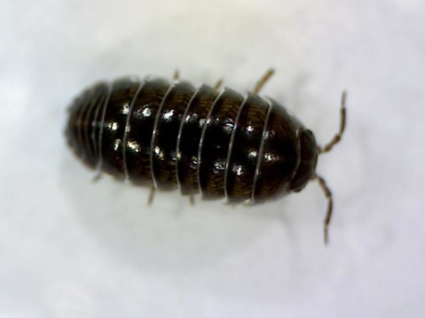 <p>3 body regions</p><p>-head, thorax, and abdomen</p><p>2 pairs of antennae</p><p>7 pairs of legs</p><p>terrestrial, marine, and freshwater habitats</p>