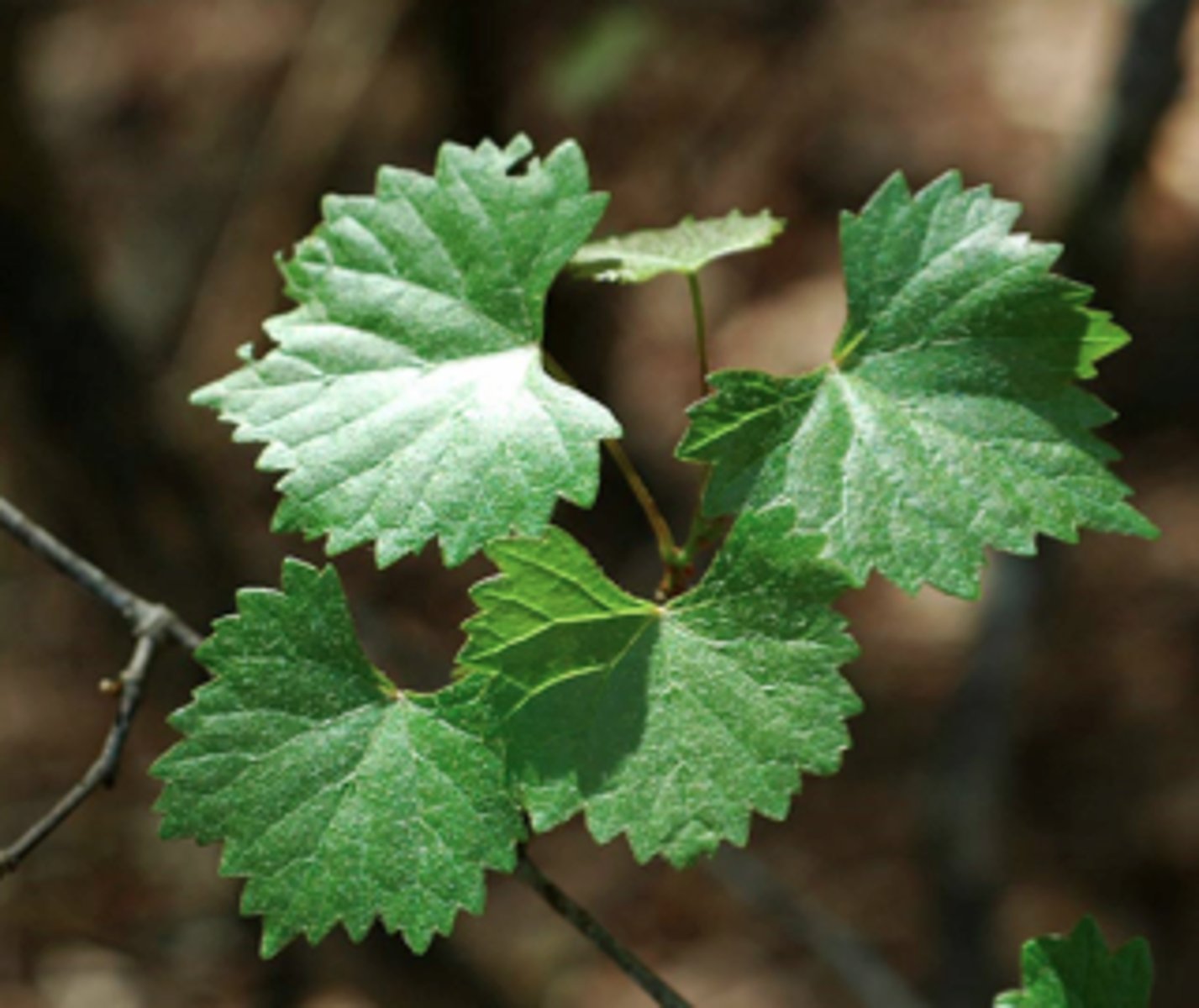 <p>Native<br>Vine<br>white-tailed deer forage</p>