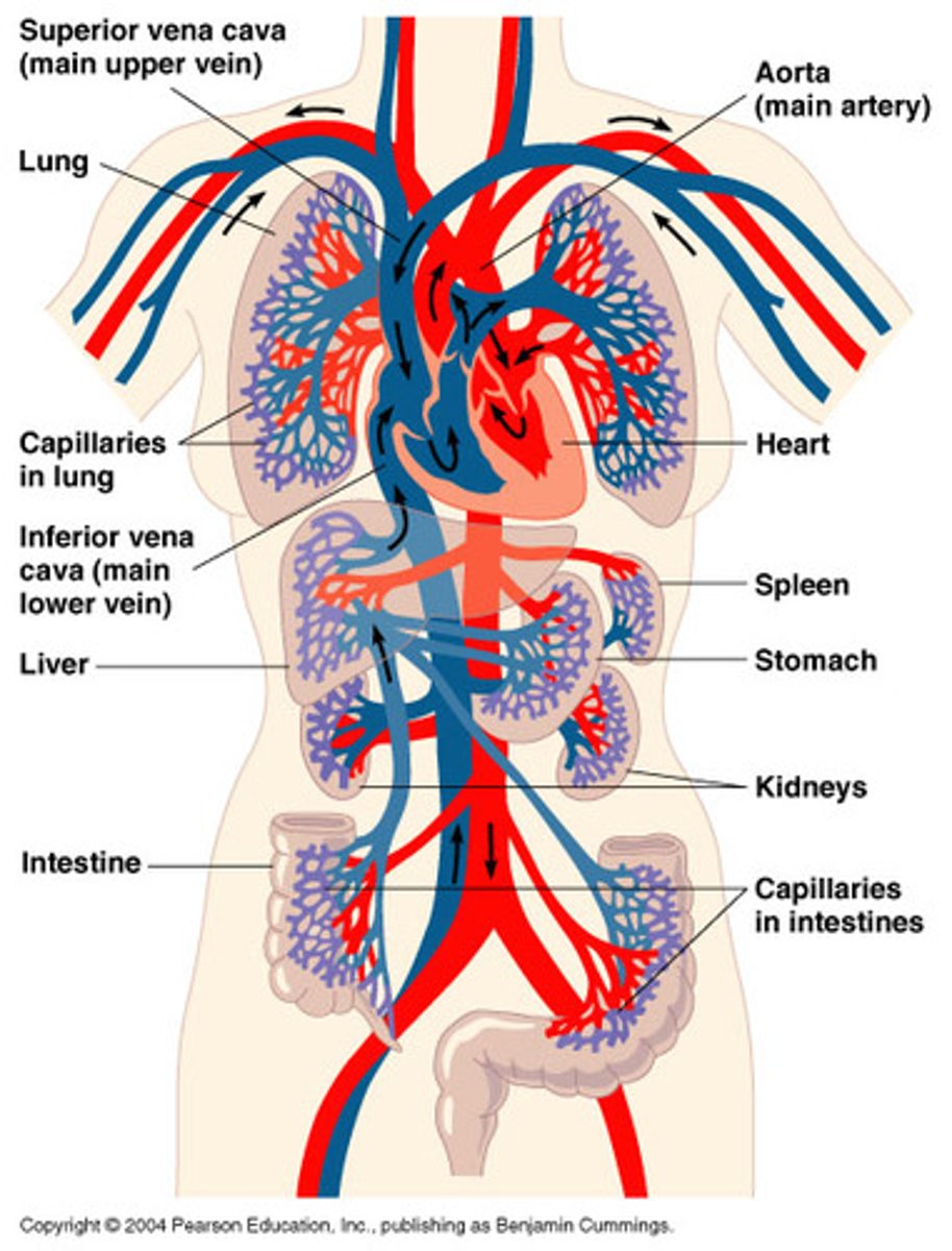 <p>The transport system of the body responsible for carrying oxygen and nutrients to the body and carrying away carbon dioxide and other wastes; composed of the heart, blood vessels, and blood.</p>