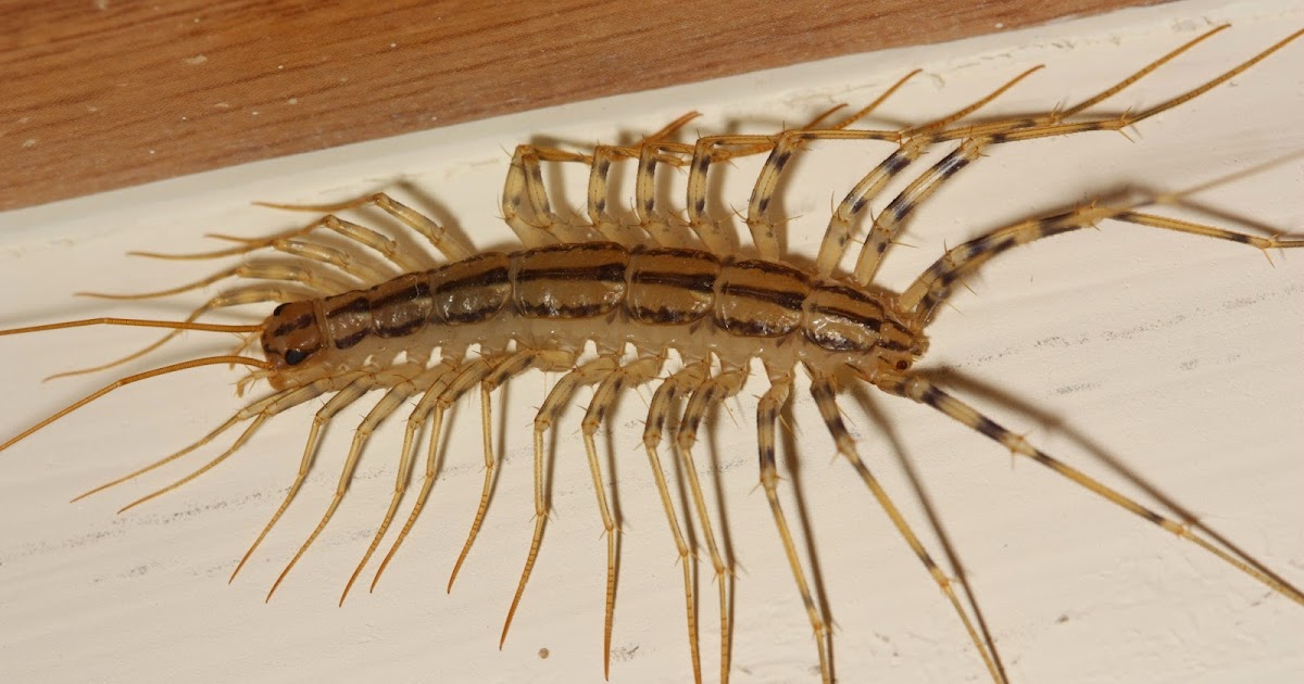 <p>what phylum and clade does this fall under?</p>