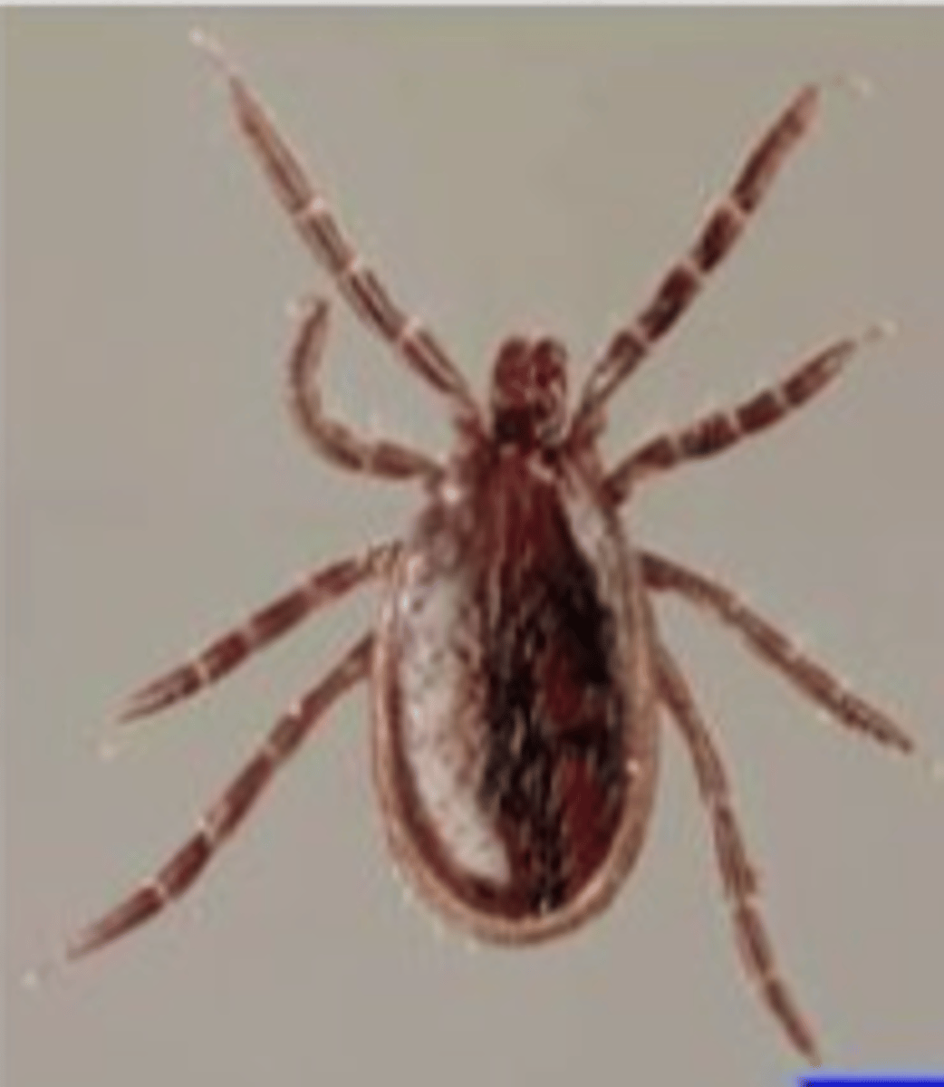 <p>bezosłonkowe</p><p>gorączka kleszczowa Kolorado</p><p>choroby biegunkowe</p>