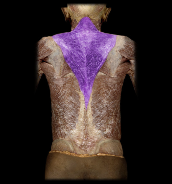 <p>muscle on the upper back and neck, named after the diamond shape it gives, elevates, depresses &amp; adducts scapula</p>