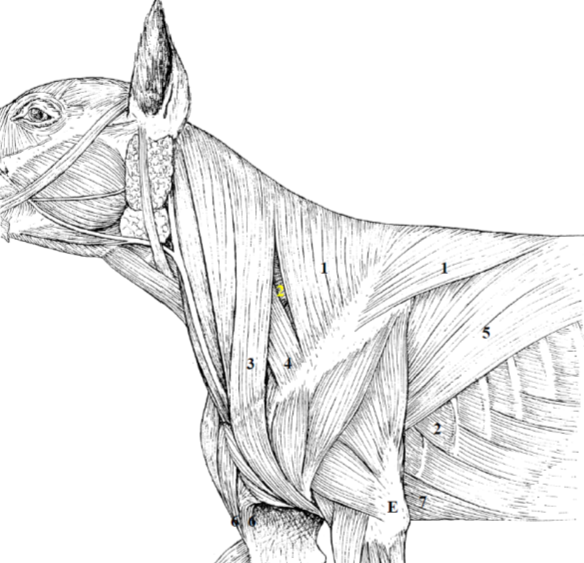 <p>Rappel M. épaule</p>