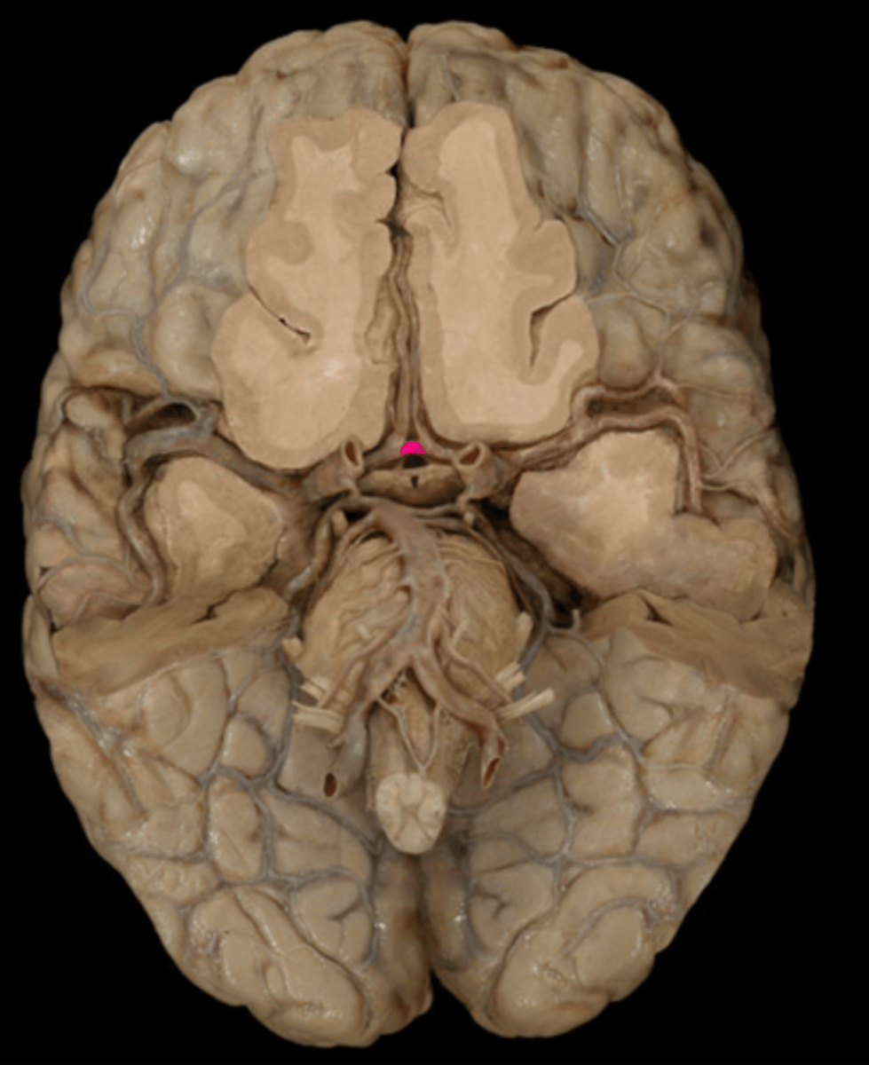 <p>connects anterior cerebral arteries</p>