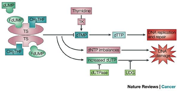<p>It’s an <strong>antimetabolite</strong> that <strong>blocks DNA and RNA synthesis</strong> by inhibiting the enzyme <strong>thymidylate synthase</strong>, making it toxic to fungal cells.</p>