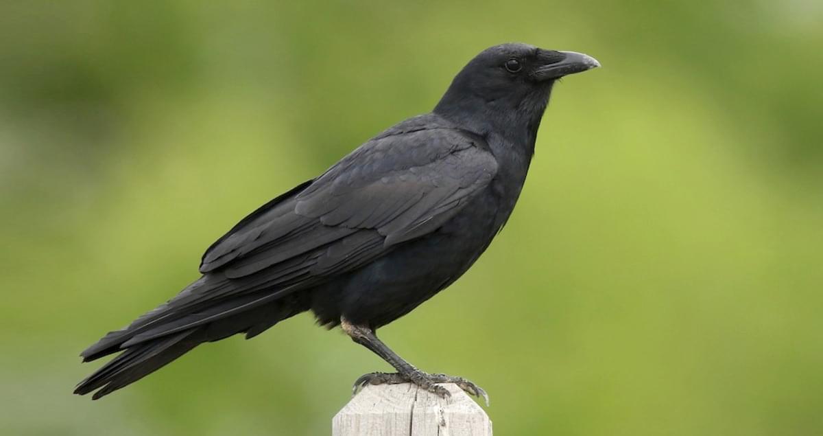 <p>order:passeriformes family:corvidae</p>
