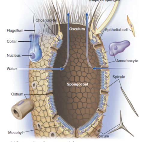cross section of sponge morphology