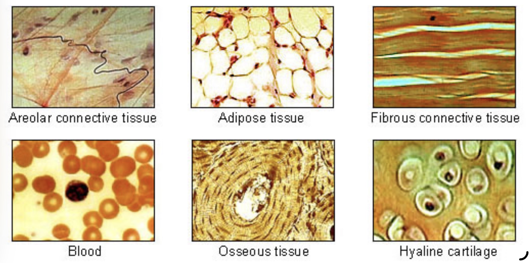 <ul><li><p>Fibroblast</p></li><li><p>Macrophage</p></li><li><p>Mast Cell</p></li></ul><p></p><ul><li><p>Includes:</p><ul><li><p>Loose connective tissue</p></li><li><p>Adipose tissue</p></li><li><p>Dense fibrous connective tissue</p></li><li><p>Elastic connective tissue</p></li><li><p>Cartilage</p></li><li><p>Osseous tissue (bone)</p></li><li><p>Blood</p></li></ul></li></ul><p></p>