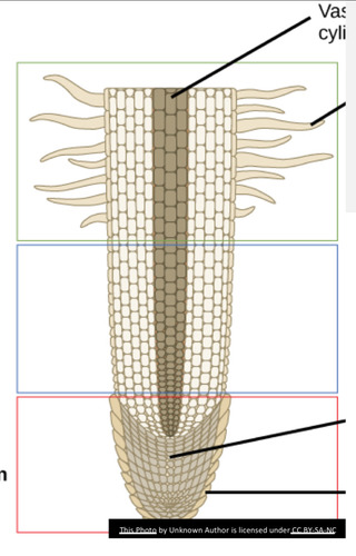 <p>composed of apical meristem in the center of root tip (red)</p>