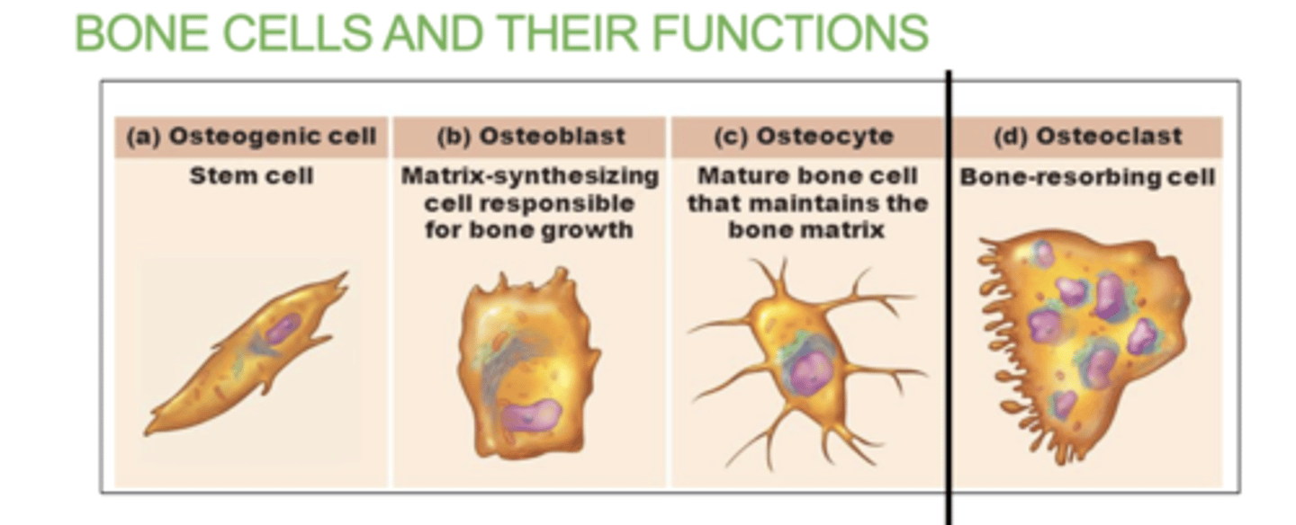 <p>a) Osteogenic cells: Stem cells that develop into osteoblasts.</p><p>b) Osteoblasts: Bone-forming cells. Lay down bone matrix and collagen fibers. They will mature into osteocytes.</p><p>c) Osteocytes: Mature bone cells .</p><p>d) Osteoclasts: Bone destroying cells. Break down bone for remodeling and release of calcium. Responsible for bone resorption. (completely seperate cell, does not have to do with the other)</p>