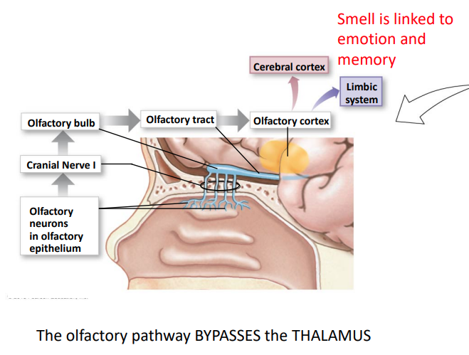 <p>olfactory neuron → Cranial Nerve I → Olfactory tract → olfactory cortex → (both) cerebral cortex and limbic system </p><ul><li><p>smell is linked to emotion and memory </p></li></ul>