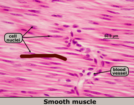 <p>non-striated (no lines)</p><p>single nucleus</p><p>contract <strong>involuntarily</strong></p><p>walls of internal organs</p><p>sustain <strong>prolonged contraction</strong> without fatigue</p><p>locations: walls of blood vessels, digestive tract, internal organs, iris</p>