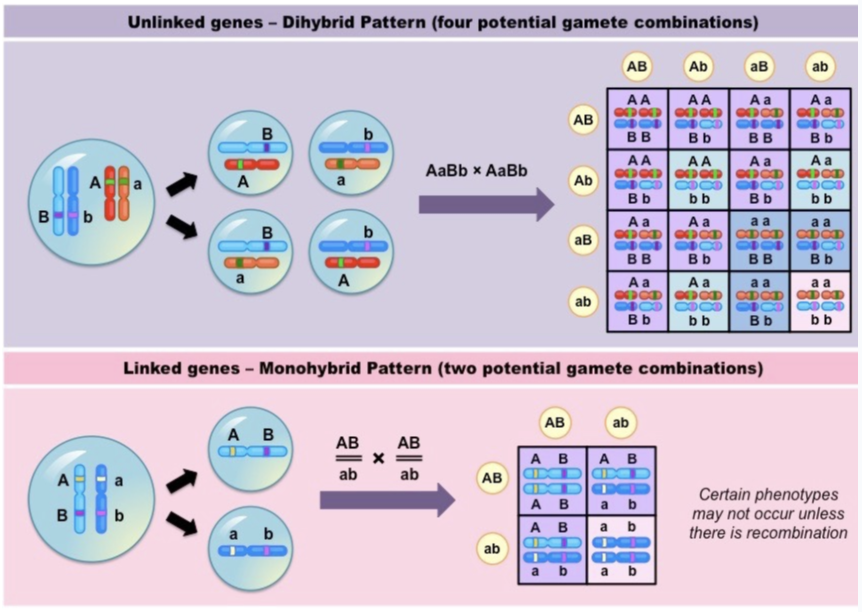 <p>Segregation and independent assortment of unlinked genes in meiosis</p><ul><li><p>Homologous chromosomes align and randomly separate into different daughter cells during meiosis</p><ul><li><p>Two genes on separate, unlinked chromosomes will assort and distribute independently into gametes during meiosis → All possible combinations of two traits in offspring</p></li></ul></li></ul><p></p><p>Link between the movements of chromosomes in meiosis and the outcome of dihybrid crosses involving pairs of unlinked genes</p><ul><li><p>Due to its ability to segregate and assort independently, the outcomes can be calculated using <strong>dihybrid crosses</strong></p></li></ul><p></p>