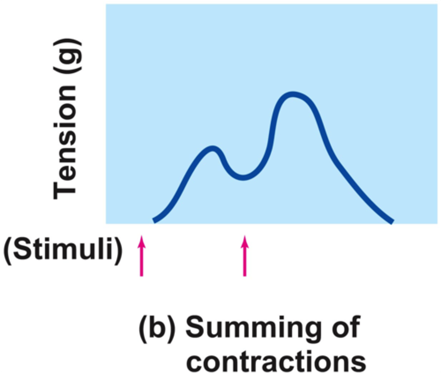 <p>Also known as summing of contractions; occurs when one contraction is immediately followed by another and the muscle does not completely return to a resting state; the effects are added</p>