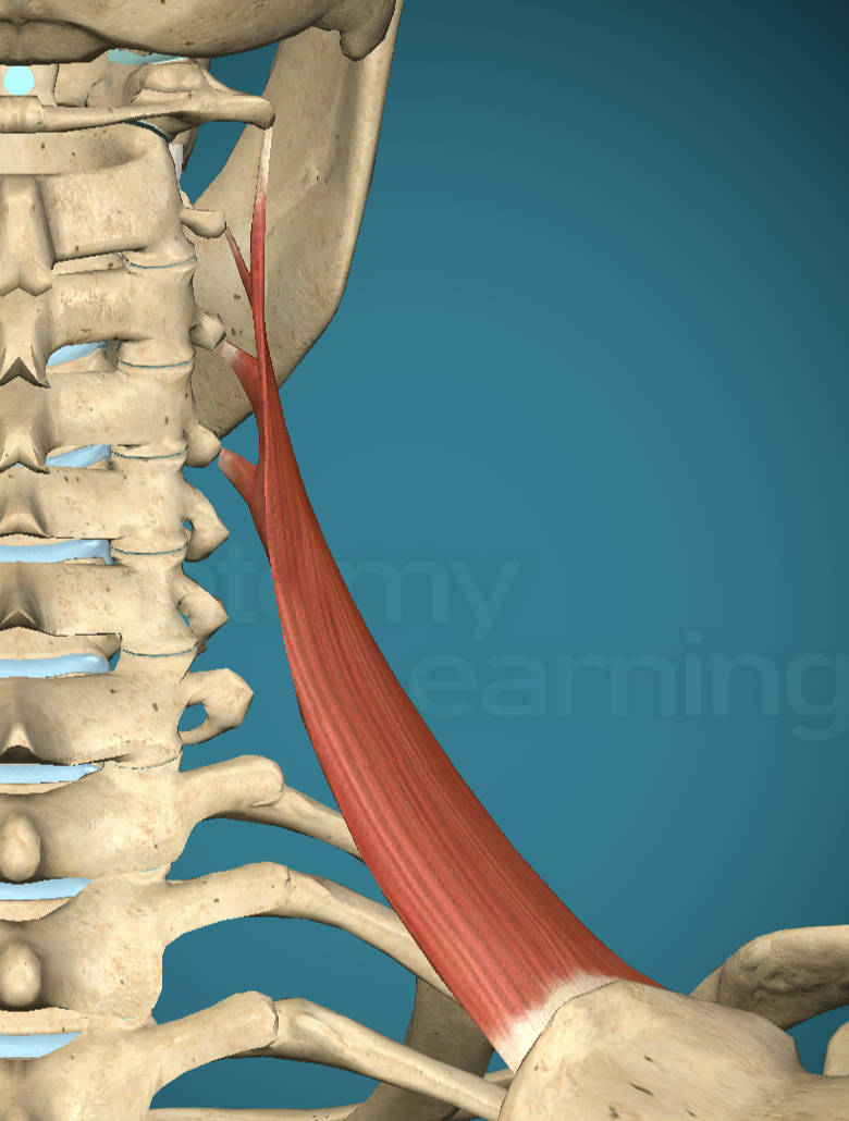<p>Levator Scapulae Main Action</p>