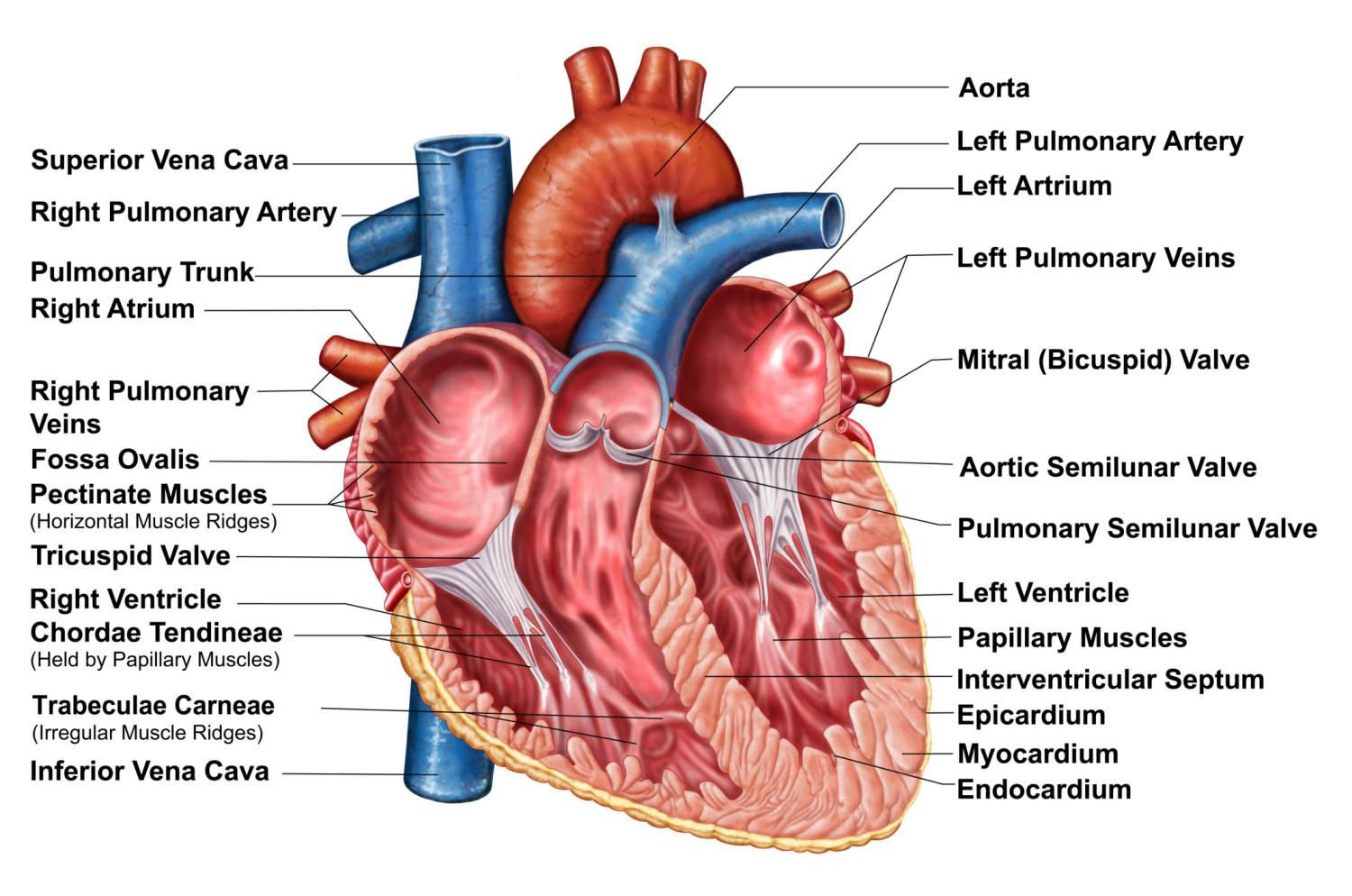 <p>What are the VENTRICLES?</p>