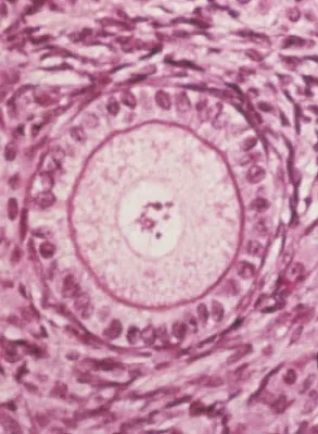 <p>Preantral | Primary Follicle</p>