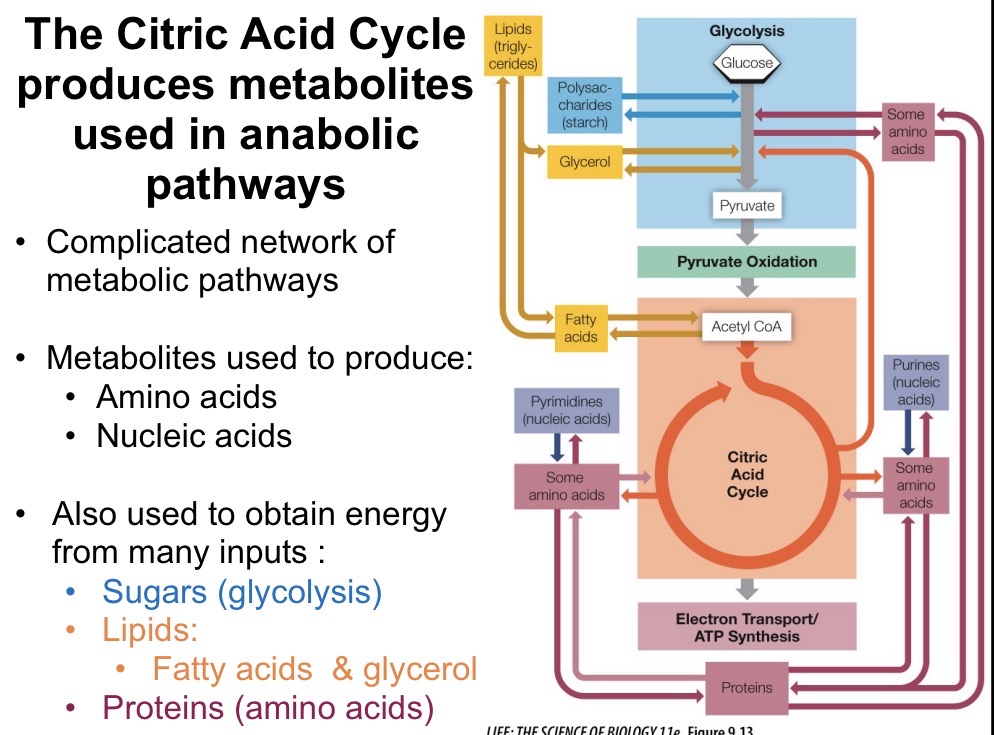 <p>Acetyl-CoA is a central metabolite that is in common with fatty acid degradation, amino acid degradation, and sugar metabolism</p>