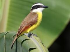 <p>bright yellow chest, black and white striped head, flycatcher, reddish brown in wing</p>