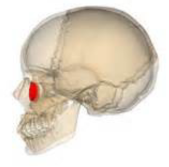 <p>Which facial bone is this? (2)</p>