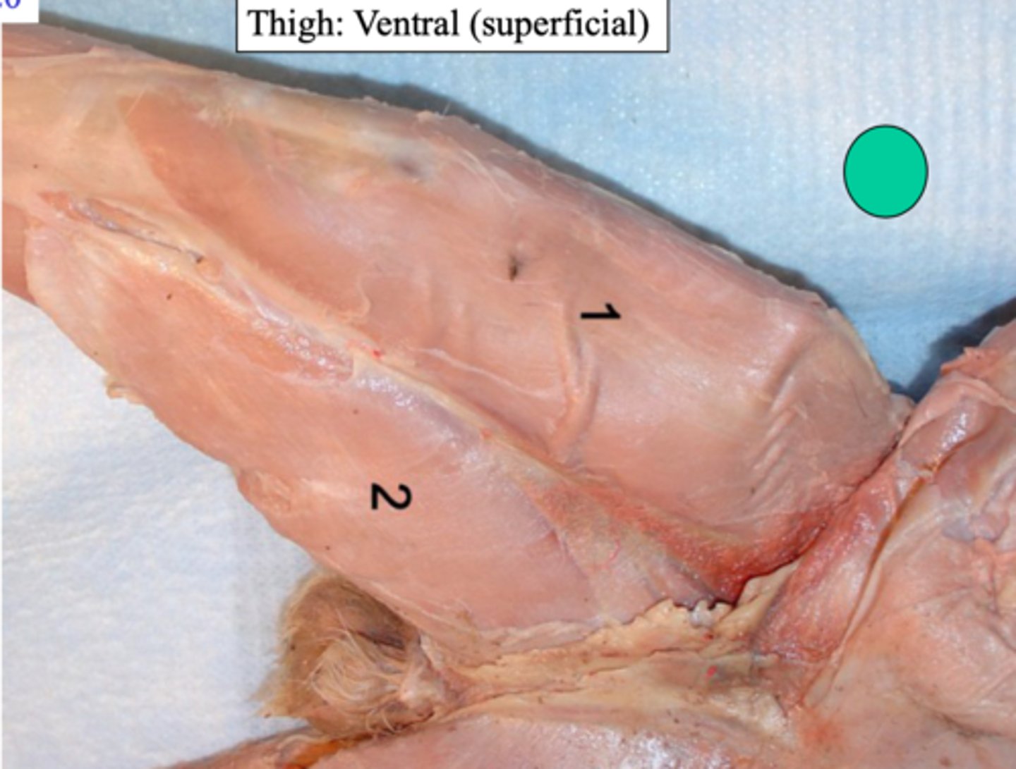<p>What thigh: ventral (superficial) muscle is number 2?</p>