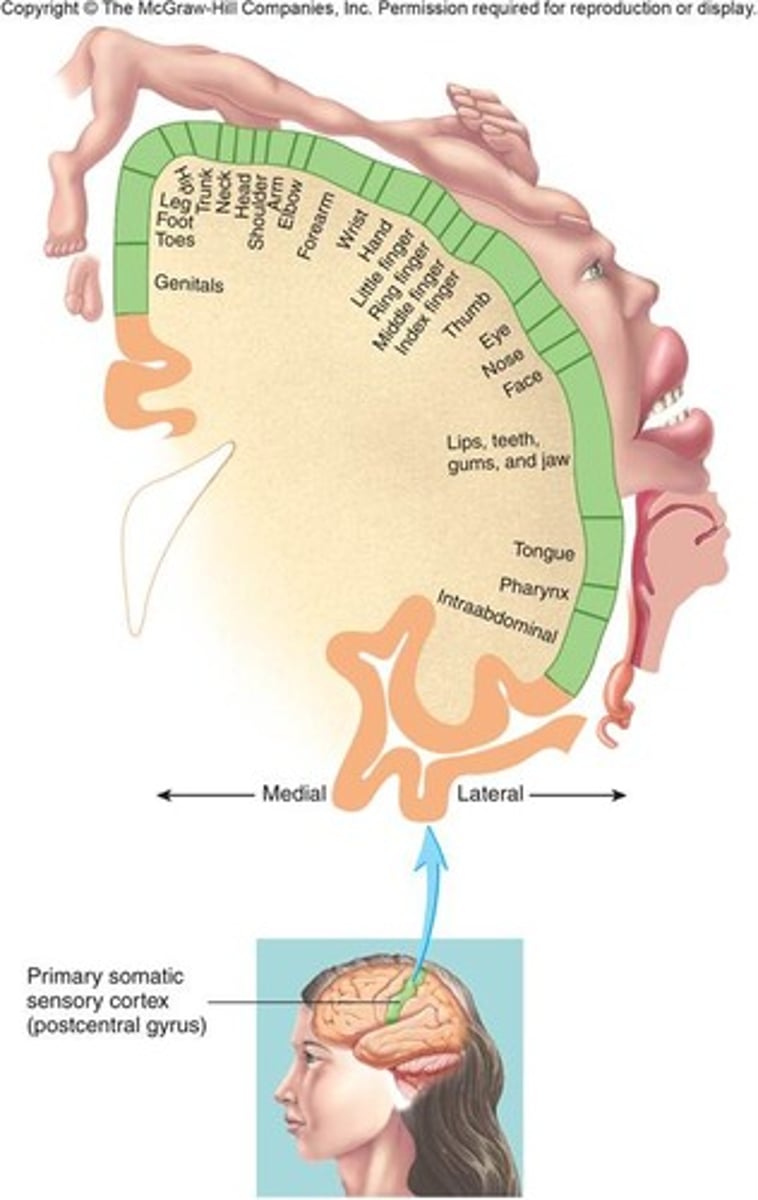 <p>lips have greatest area of representation followed by the face and the thumb - trunk and lower body have the least area</p>