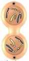 <p>which stage of mitosis?</p>