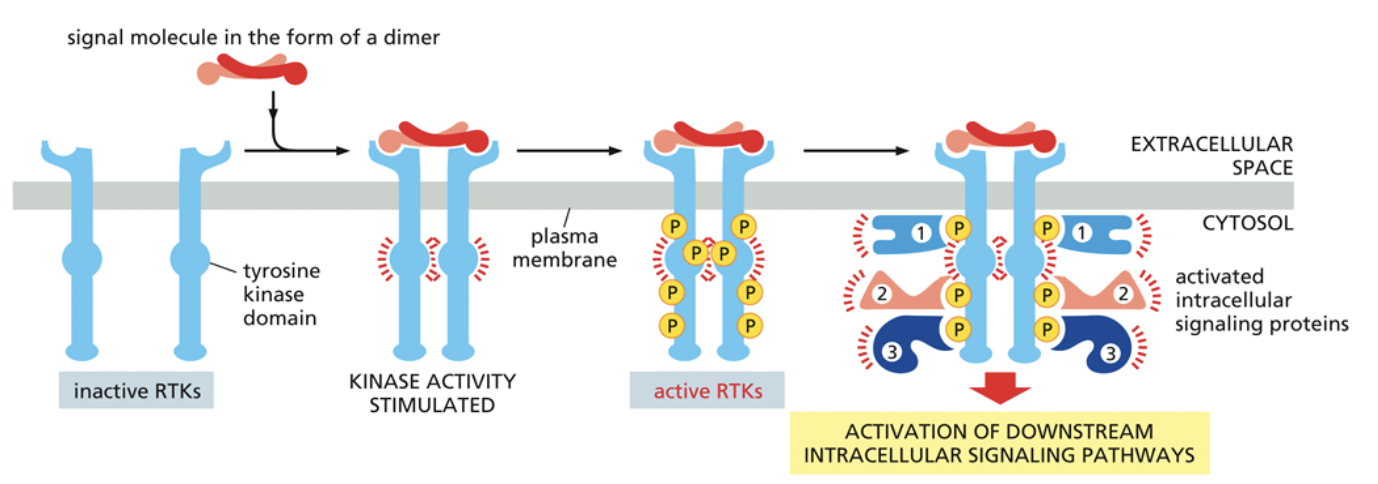 <ul><li><p>A common signaling mechanism</p></li><li><p>Phosphorylate each other to transmit signals</p></li><li><p>Have three different parts: The ligand binding domain, which is outside of the cell and where the ligand binds; The transmembrane domain, which goes across the membrane; The enzymatic domain, which is a kinase that moves phosphates from ATP —> new molecules</p></li><li><p><span style="background-color: transparent;">RKT’s always act as a dimer that phosphorylates other parts of the dimer. Called <u>transautophosphorylation</u>. A ligand binding to the domain activates this. The right monomer phosphorylates the left monomer, and vice versa.</span></p></li><li><p><span style="background-color: transparent;">The phosphorylation of RKT essentially opens up new binding sites for different proteins. Often, the new proteins that bind are also kinases, which sets off a cascade of kinases activating</span></p></li></ul><p></p>