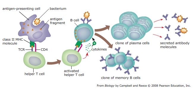 <p>T cells→ B cells→ antibodies</p>