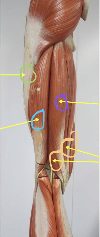 <p>Muscle in blue</p>
