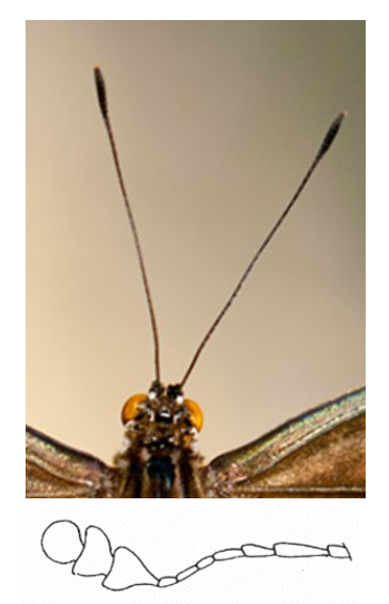 <p>Capitate Antennae</p>