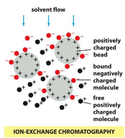 proteins are separated according to chargei