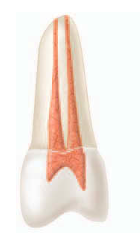 <p><span><strong><span>Two separate, distinct canals extend from the pulp chamber to the apex (2)</span></strong></span></p>