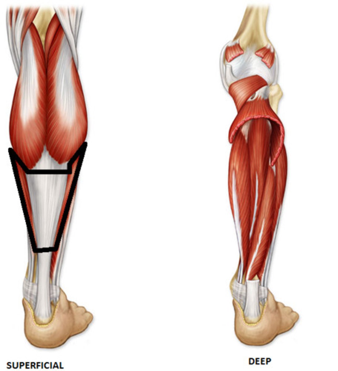 <p>Origin: posterior tibial and fibular surfaces</p><p>Insertion: calcaneal tuberosity</p><p>Action: plantar flexes foot and flexes knee</p>