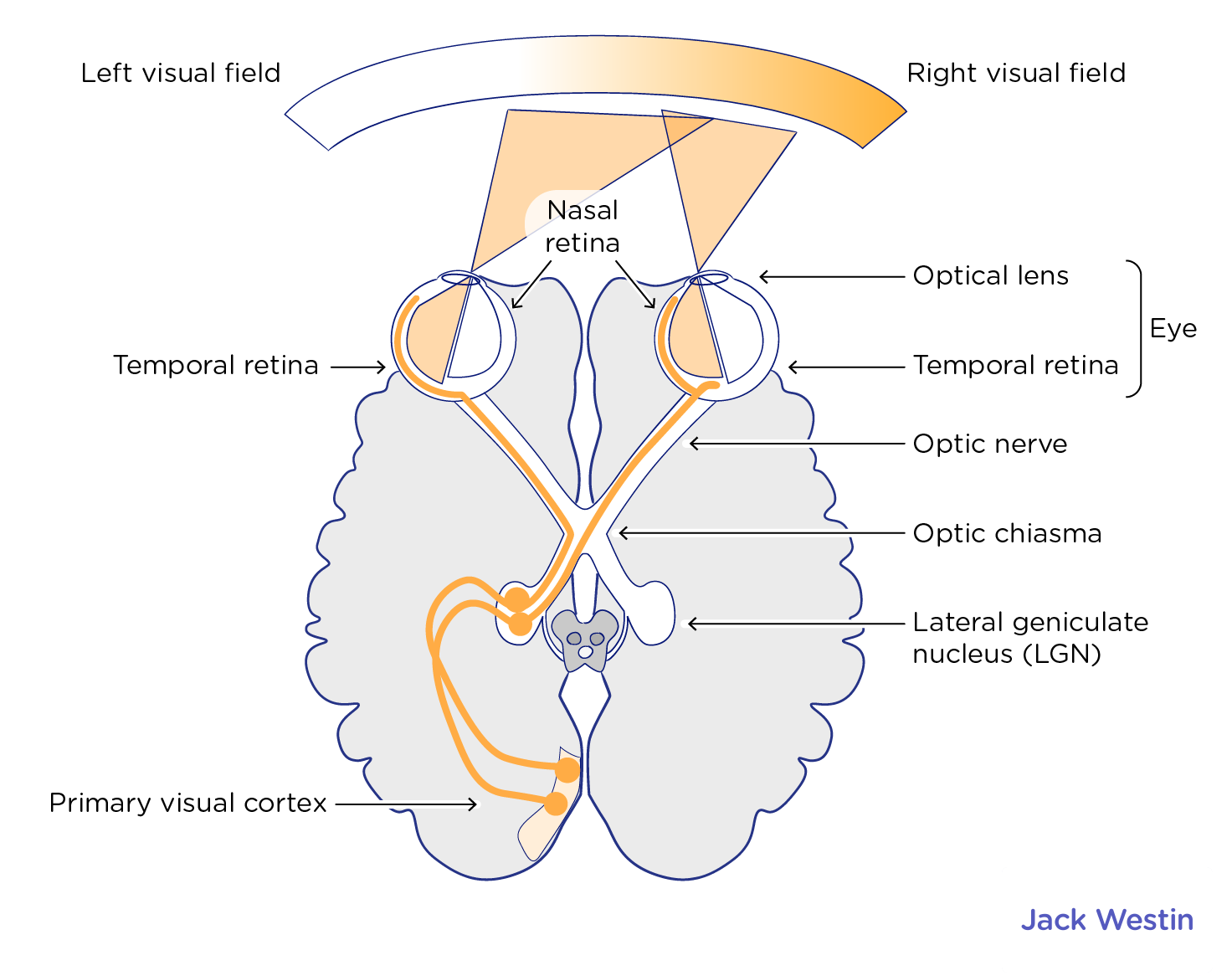 <p>How is visual data collected?</p>