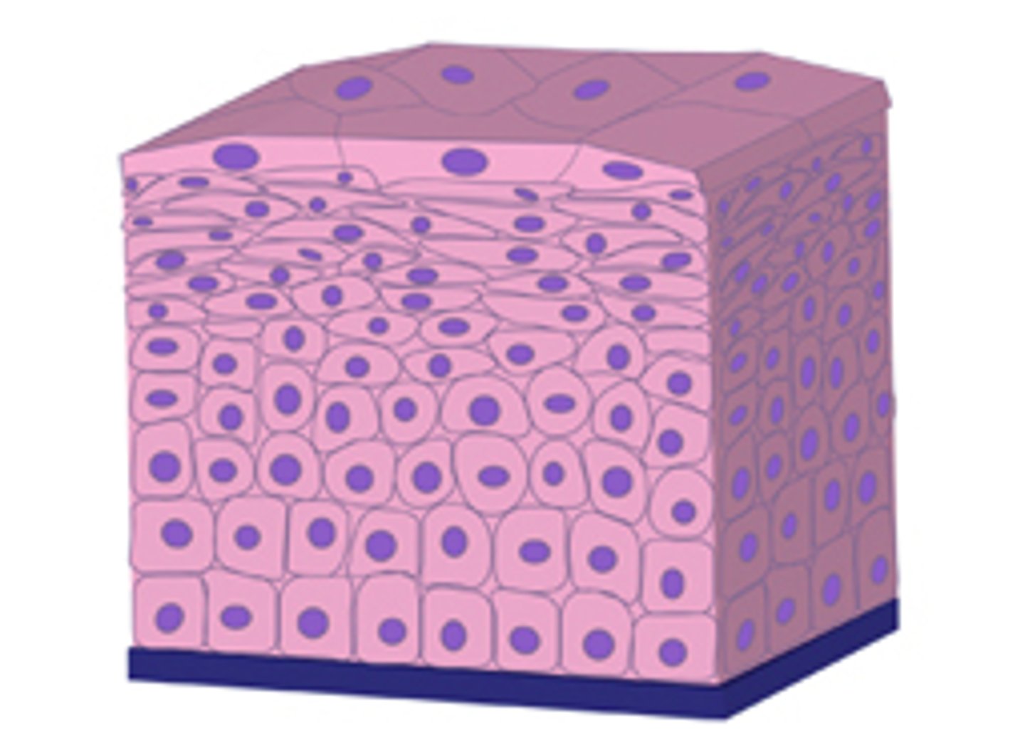 <p>what is multilayers?</p>